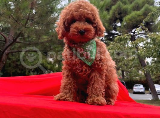 Sevi̇mli̇ Mi̇nyatür Poodle Yavrular görsel