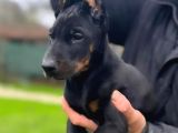 Eatetikli Estetiksiz King Doberman Safkan Dişi Ve Erkek