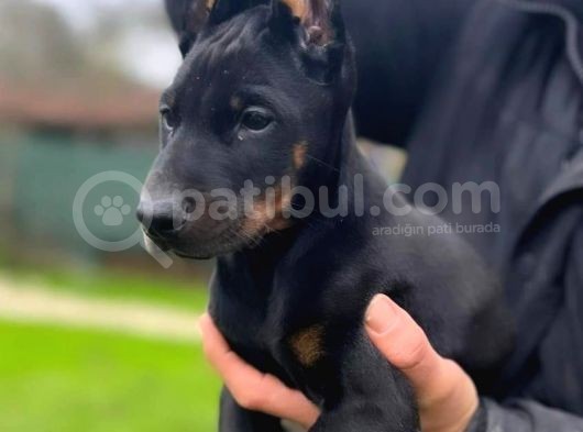 Eatetikli Estetiksiz King Doberman Safkan Dişi Ve Erkek görsel