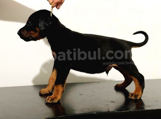 Eatetikli Estetiksiz King Doberman Safkan Dişi Ve Erkek görsel