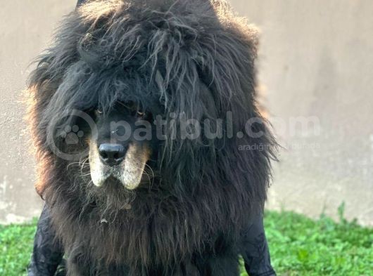 Tibet Mastiff Yavruları görsel