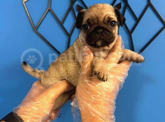 Ori̇ji̇nal Pug Mops Bebekler görsel