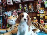 En Asil Cavalier King Charles Spaniel