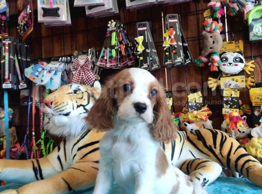 En Asil Cavalier King Charles Spaniel görsel