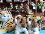 En asil cavalier king charles spaniel