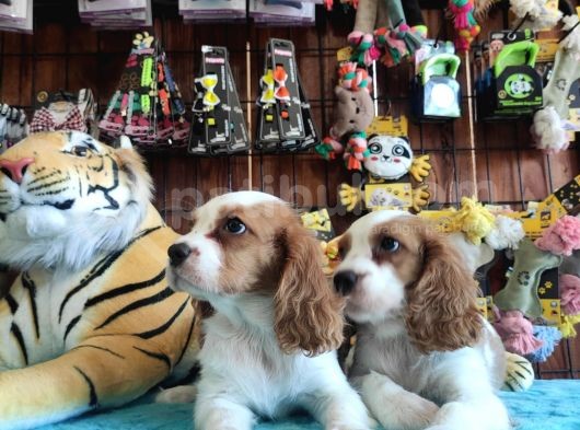 En Asil Cavalier King Charles Spaniel