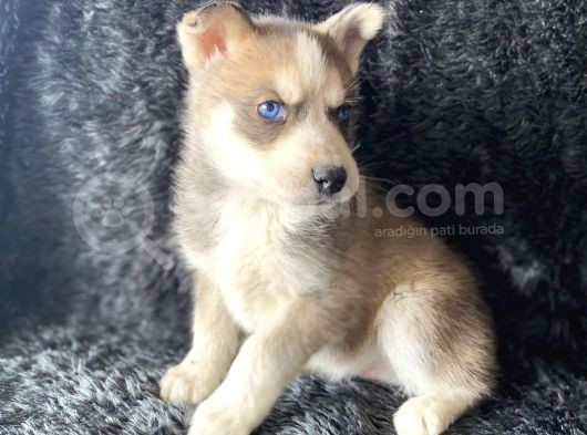 A Kalite Husky Mavi Gözlü Sibirya Kurdu
