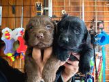 Safkan Çikolata Ve Siyah Labrador Retriever