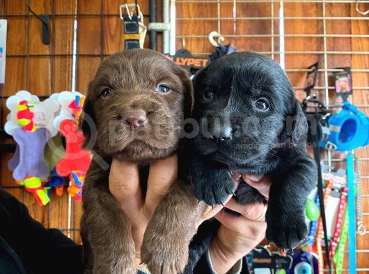 Safkan Çikolata Ve Siyah Labrador Retriever görsel
