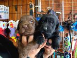 Safkan Çikolata Ve Siyah Labrador Retriever
