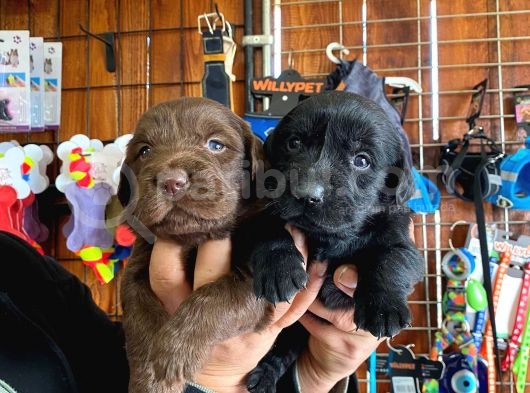 Safkan Çikolata Ve Siyah Labrador Retriever görsel