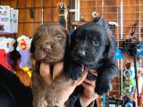 Safkan Çikolata Ve Siyah Labrador Retriever