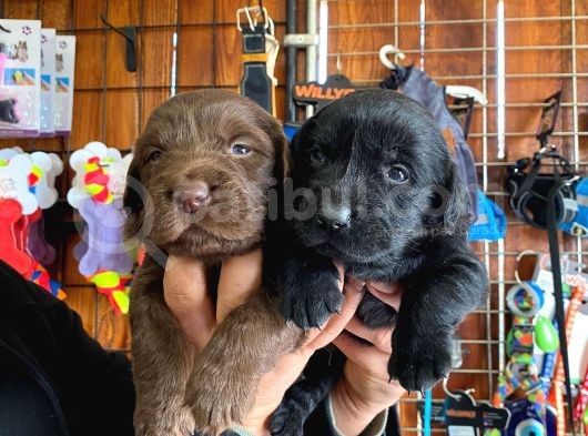 Safkan Çikolata Ve Siyah Labrador Retriever görsel