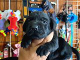 Safkan Çikolata Ve Siyah Labrador Retriever