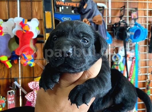 Safkan Çikolata Ve Siyah Labrador Retriever görsel