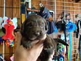 Safkan Çikolata Ve Siyah Labrador Retriever