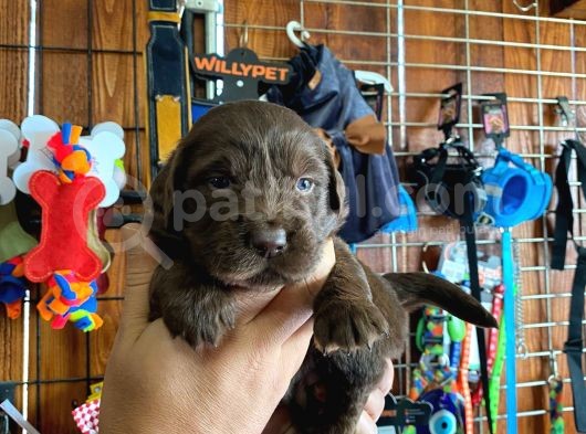 Safkan Çikolata Ve Siyah Labrador Retriever görsel