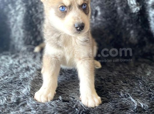 A Kalite Husky Mavi Gözlü Sibirya Kurdu görsel