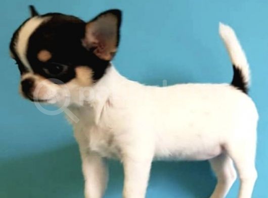 Xxs Three Color Chihuahua Yavrular görsel