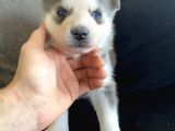 Sarkan Sibirya Kurdu Mavi Gözlü Husky Dişi Ve Erkek