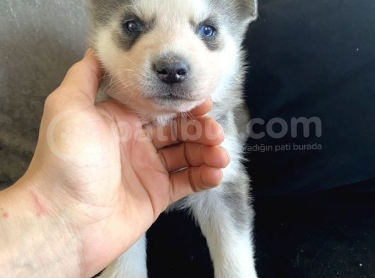 Sarkan Sibirya Kurdu Mavi Gözlü Husky Dişi Ve Erkek görsel