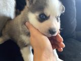 Sarkan sibirya kurdu mavi gözlü husky dişi ve erkek