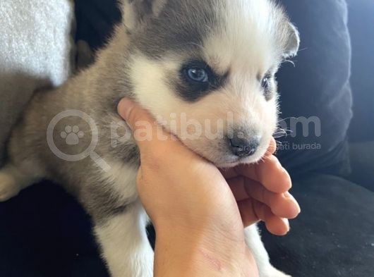 Sarkan Sibirya Kurdu Mavi Gözlü Husky Dişi Ve Erkek