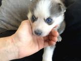 Sarkan Sibirya Kurdu Mavi Gözlü Husky Dişi Ve Erkek