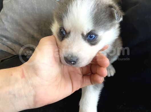 Sarkan Sibirya Kurdu Mavi Gözlü Husky Dişi Ve Erkek görsel