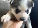 Sarkan Sibirya Kurdu Mavi Gözlü Husky Dişi Ve Erkek