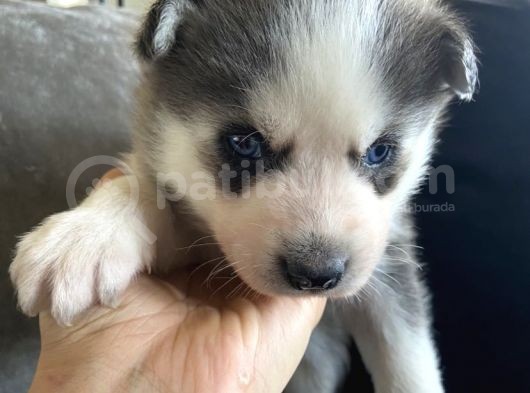 Sarkan Sibirya Kurdu Mavi Gözlü Husky Dişi Ve Erkek görsel