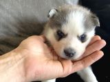 Sarkan Sibirya Kurdu Mavi Gözlü Husky Dişi Ve Erkek