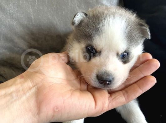 Sarkan Sibirya Kurdu Mavi Gözlü Husky Dişi Ve Erkek görsel