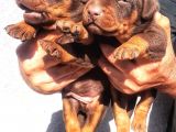 Şampiyon Soydan Doberman Yavrular