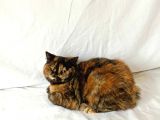 British Sorthair Tortie- Ücretsiz Açıklamayı Okuyun