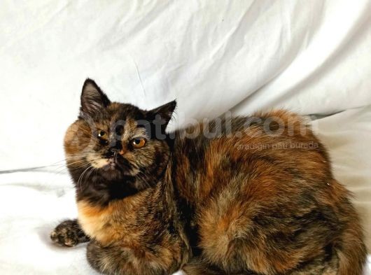 British Sorthair Tortie- Ücretsiz Açıklamayı Okuyun görsel
