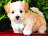 TOOY POODLE YAVRUMUZ 0 TEACUP 