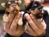 Safkan ırk garantili yorshire terrier bebekler