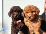 Safkan Irk Garantili Toy Poodle Yavrular
