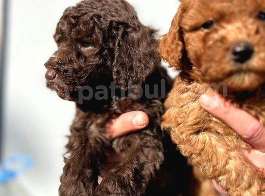 Safkan Irk Garantili Toy Poodle Yavrular görsel