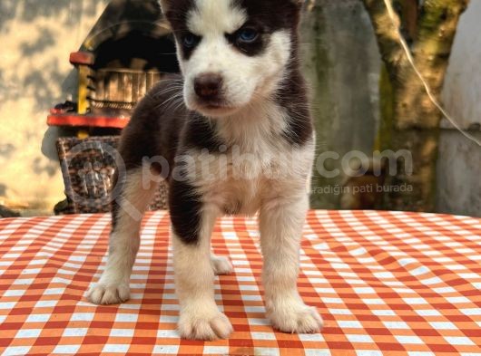Safkan Irk Garantili Husky Sibirya Kurdu Yavrulari görsel