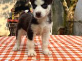 Safkan Irk Garantili Husky Sibirya Kurdu Yavrulari
