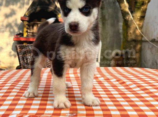 Safkan Irk Garantili Husky Sibirya Kurdu Yavrulari görsel