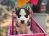 Safkan Irk Garantili Husky Sibirya Kurdu Yavrulari