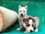 Safkan Irk Garantili Husky Sibirya Kurdu Yavrulari