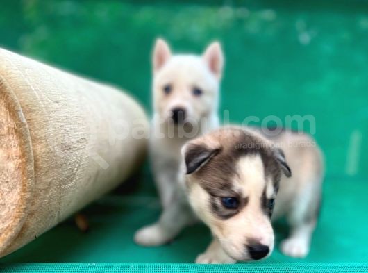 Safkan Irk Garantili Husky Sibirya Kurdu Yavrulari görsel