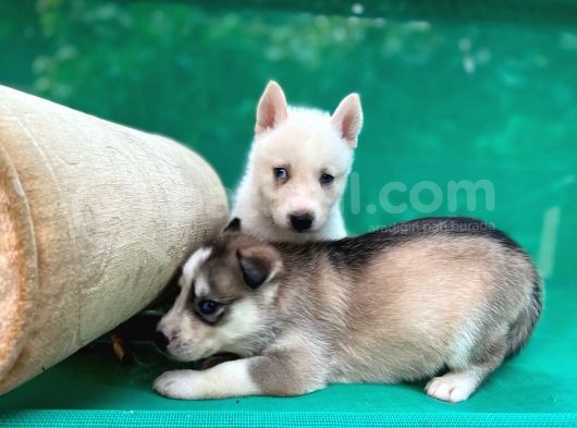 Safkan Irk Garantili Husky Sibirya Kurdu Yavrulari