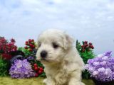 Safkan Irk Garantili Maltese Terrier Yavrular