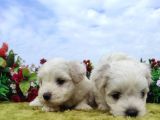 Safkan Irk Garantili Maltese Terrier Yavrular