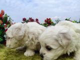 Safkan Irk Garantili Maltese Terrier Yavrular
